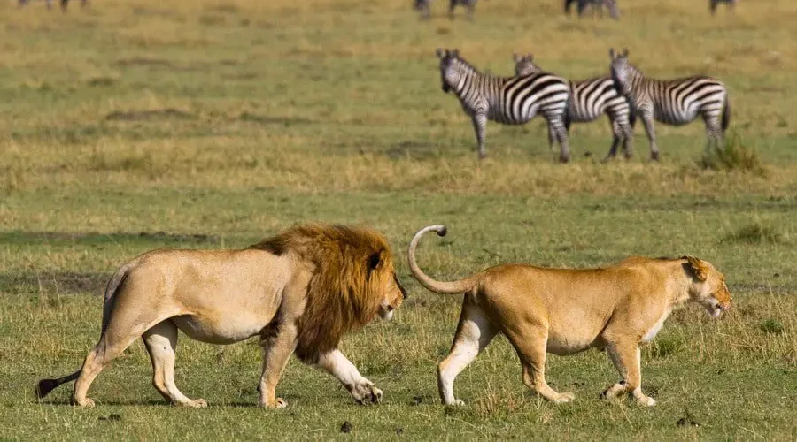 3 Days Masai Mara Safari