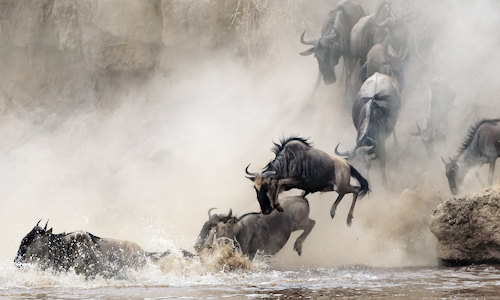 3 Days Masai Mara Safari