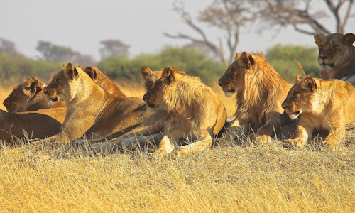 5 Days Masai Mara – Lake Nakuru – Lake Naivasha