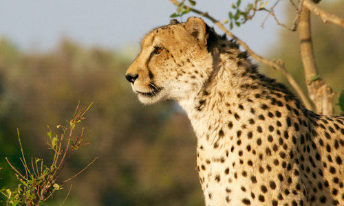 6 days Masai Mara – Lake Nakuru – Amboseli Safaris